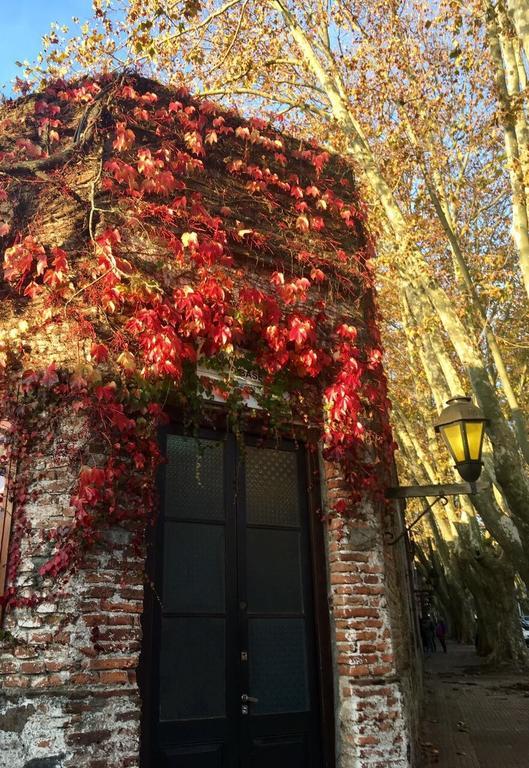 El Patio De Las Glicinas II Lejlighed Colonia del Sacramento Eksteriør billede